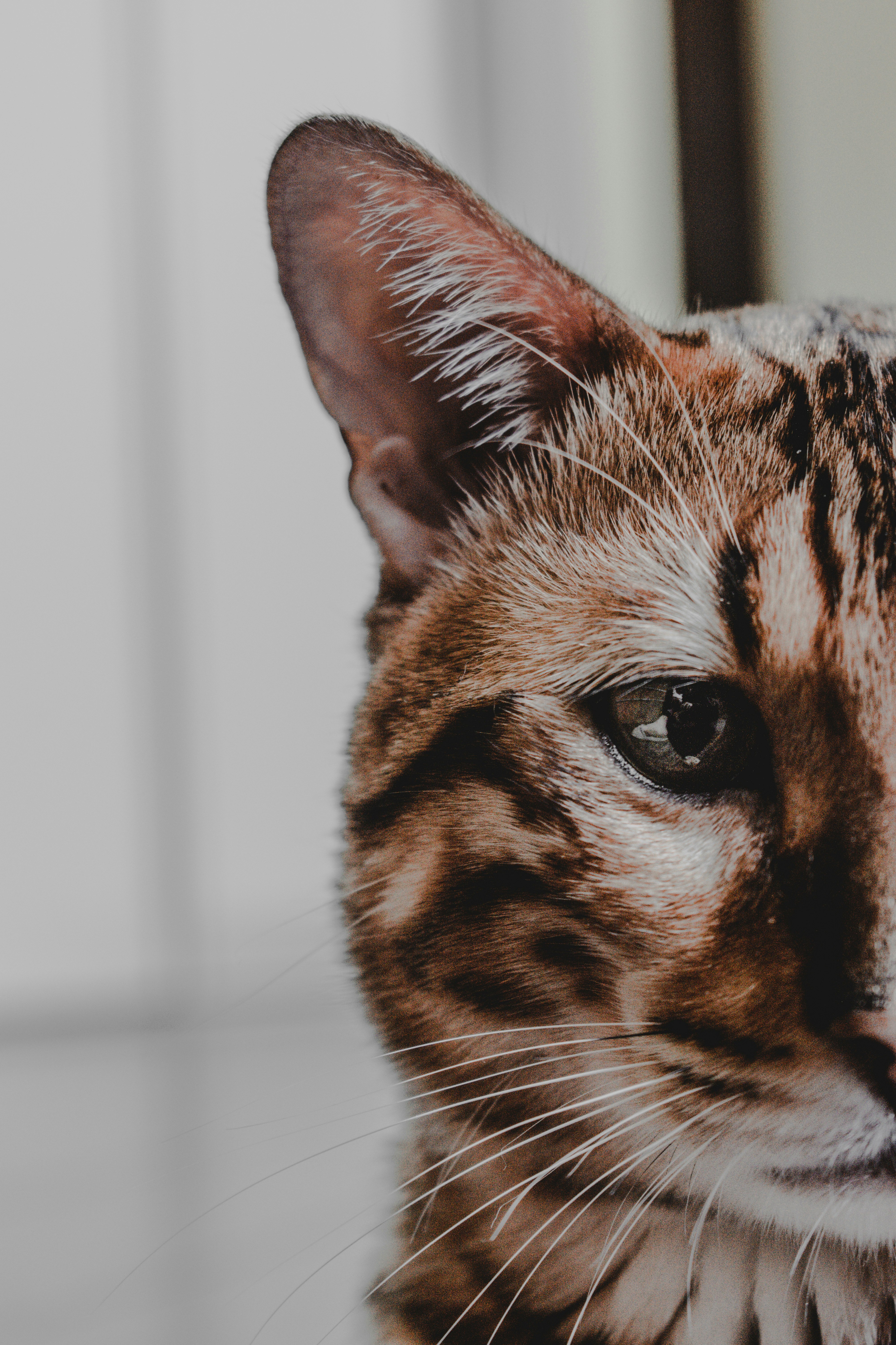 brown and black cat in close up photography